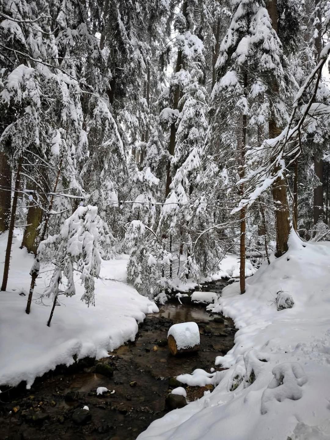 Mountain Studio Asp E63 Borovets Gardens Extérieur photo